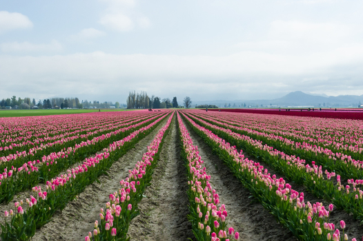 View of rows of vibrant pink tulips stretching across a vast field under a soft cloudy sky in La Conner Washington United States.