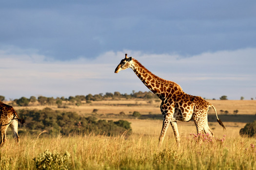 View of a giraffe walking through the golden grass of the savanna under a dramatic sky Waterberg District Municipality Limpopo South Africa.