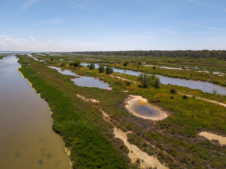 Aerial view of the Karavasta Lagoon featuring lush green wetlands winding water channels and a dense pine forest under a clear blue sky in Divjake Fier County Albania.