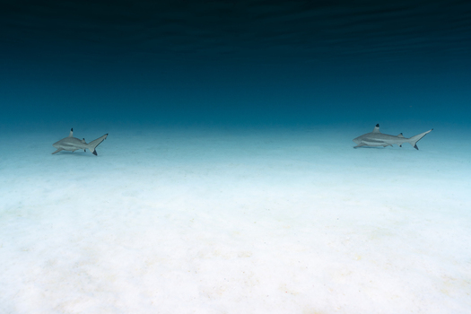 View of two blacktip reef sharks swimming over a bright white sandy seabed in clear tropical water in Moorea Maiao Windward Islands French Polynesia.