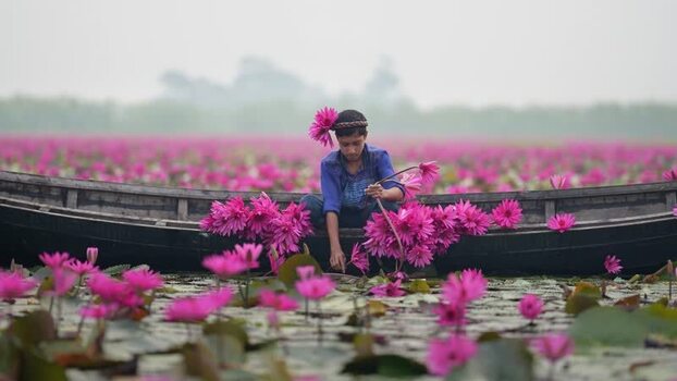 View of a person picking pink water lilies from a boat Bangladesh. View of a person picking pink water lilies from a boat Bangladesh.