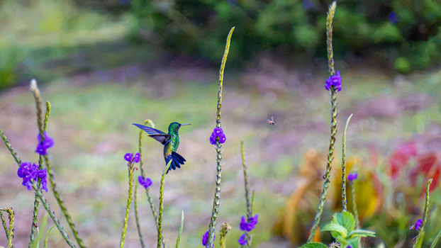 View of a vibrant green hummingbird hovering near slender stems of purple flowers in a lush garden Antioquia Colombia.