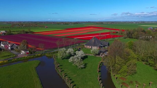 Aerial view of colorful tulip fields and a farmhouse Netherlands. Aerial view of colorful tulip fields and a farmhouse Netherlands.