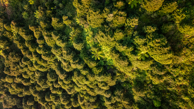 Aerial view of the lush forest canopy at Sunrise Camp on Mount Prau featuring dense tropical vegetation and sunlight filtering through the trees in Kecamatan Kejajar Jawa Tengah Indonesia.