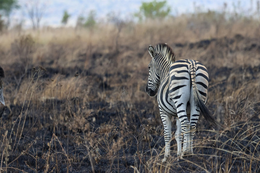 View of a zebra standing in a charred savanna field with burnt grass and dry vegetation at Welgevonden Game Reserve Waterberg District Municipality Limpopo South Africa. View of a zebra standing in a charred savanna field with burnt grass and dry vegetation at Welgevonden Game Reserve Waterberg District Municipality Limpopo South Africa.