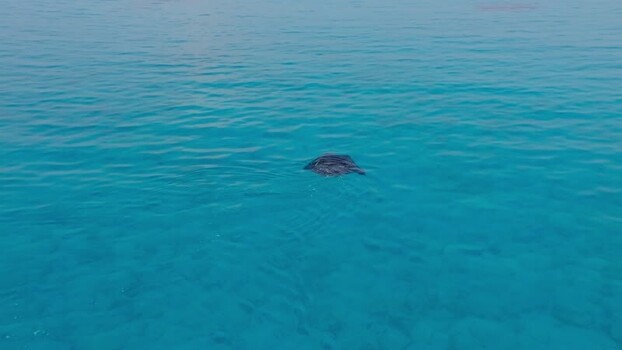 Aerial view of manta ray swimming Maldives. Aerial view of manta ray swimming Maldives.