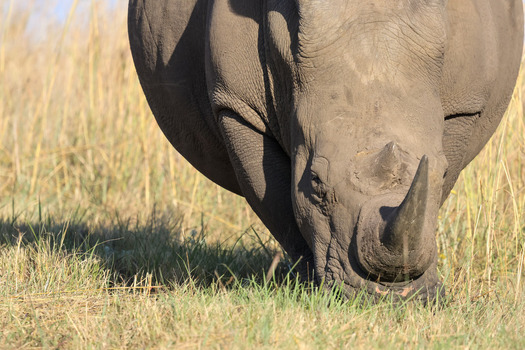 View of a white rhinoceros grazing in the tall dry grass of the savanna under bright sunlight in Waterberg District Municipality Limpopo South Africa. View of a white rhinoceros grazing in the tall dry grass of the savanna under bright sunlight in Waterberg District Municipality Limpopo South Africa.