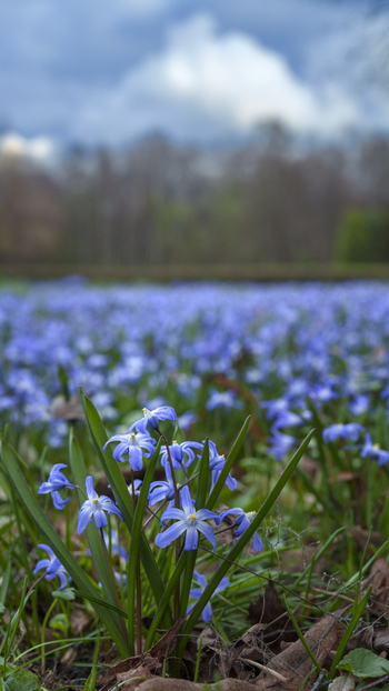 View of a vibrant field of delicate blue flowers blooming beneath a cloudy sky creating a picturesque landscape Moscow Moscow Russia. View of a vibrant field of delicate blue flowers blooming beneath a cloudy sky creating a picturesque landscape Moscow Moscow Russia.