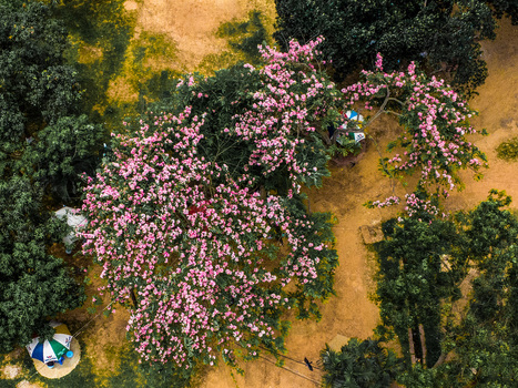 Aerial view of Savar featuring vibrant pink flowering trees and lush green foliage set against a dirt ground with a small colorful umbrella in Dhaka Dhaka Division Bangladesh.