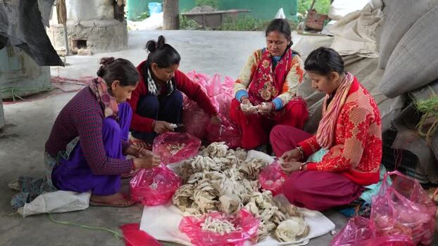View of women sorting mushrooms in Dhangadhi Nepal. View of women sorting mushrooms in Dhangadhi Nepal.