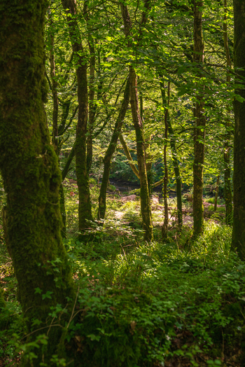 View of the lush woodland at Golitha Falls National Nature Reserve with mossy tree trunks dappled sunlight and dense green undergrowth in Liskeard England United Kingdom. View of the lush woodland at Golitha Falls National Nature Reserve with mossy tree trunks dappled sunlight and dense green undergrowth in Liskeard England United Kingdom.
