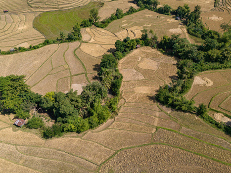Aerial view of terraced rice fields with patches of green trees and a small wooden hut in the rural landscape of Ban Hat Kho Luang Prabang Province Laos.