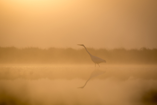 View of a great egret standing in shallow water during a misty sunrise in Debrzno Pomeranian Voivodeshi Poland.