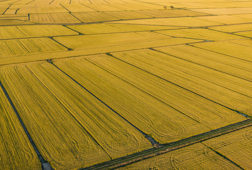 Aerial view of vast agricultural fields illuminated by warm evening sunlight in Trino Piedmont Italy.