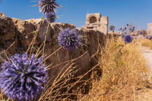 View of purple globe thistle flowers blooming in front of the ancient stone ruins of the Umayyad Palace in Amman Amman Governorate Jordan.
