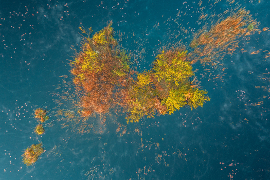 Aerial view of vibrant orange and yellow vegetation clusters in the deep blue waters of Swamp Nature Reserve Pogorzel in Masovian Voivodeship Poland.