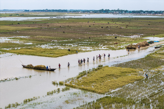Itna Bangladesh 04 May 2026 Aerial view of people wading through flooded agricultural fields with a wooden boat and cattle grazing on green land. Itna Bangladesh 04 May 2026 Aerial view of people wading through flooded agricultural fields with a wooden boat and cattle grazing on green land.