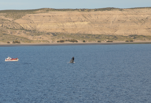 View of a southern right whale breaching in the blue waters of the bay near a tourist boat and arid coastal cliffs Puerto Madryn Chubut Argentina. View of a southern right whale breaching in the blue waters of the bay near a tourist boat and arid coastal cliffs Puerto Madryn Chubut Argentina.