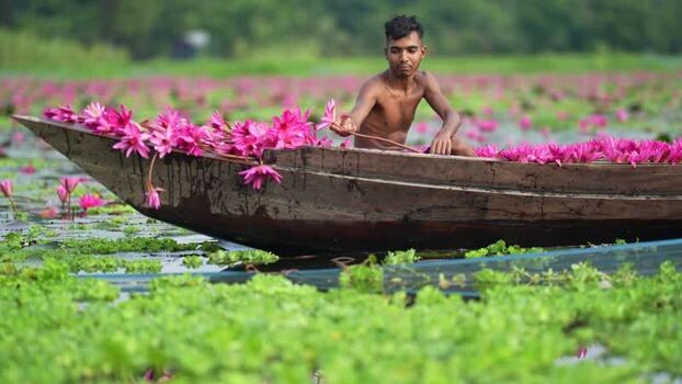 View of a man in a boat filled with pink water lilies Bangladesh. View of a man in a boat filled with pink water lilies Bangladesh.