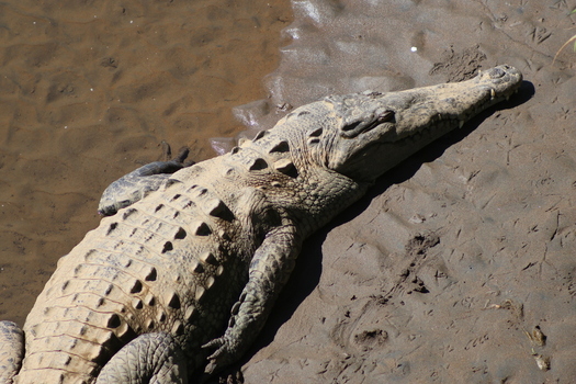 View of basking crocodile its leathery skin shimmering under the sun resting on the muddy banks a powerful predator in its natural habitat Quepos Puntarenas Province Costa Rica.