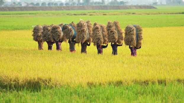 View of farmers carrying rice bundles in Natore Bangladesh. View of farmers carrying rice bundles in Natore Bangladesh.