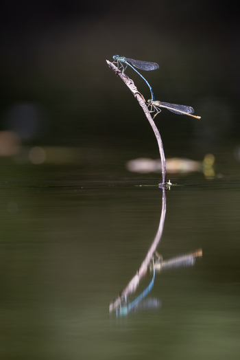 View of two damselflies mating on a thin twig above dark water with a clear reflection in Wittenheim Grand Est France. View of two damselflies mating on a thin twig above dark water with a clear reflection in Wittenheim Grand Est France.