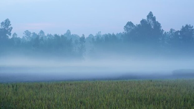 View of a foggy rural field and trees in Bogura Bangladesh. View of a foggy rural field and trees in Bogura Bangladesh.