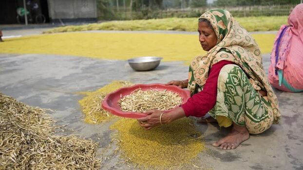 View of a woman sifting grain in a rural village Bangladesh. View of a woman sifting grain in a rural village Bangladesh.