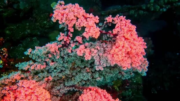 View of vibrant pink soft coral reefs in the waters of Indonesia.