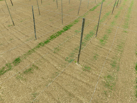 Aerial view of hop field trellises with wooden poles and wire structures over tilled soil in Aiglsbach Bavaria Germany.