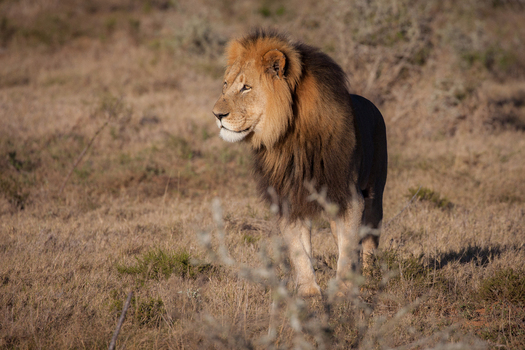 View of a majestic male lion with a thick mane standing in the dry grassy savanna of South Africa.