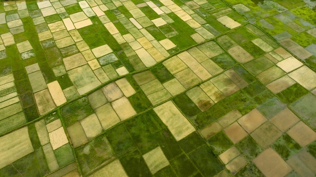 Aerial view of lush green and golden paddy fields arranged in a geometric patchwork pattern across the agricultural landscape in Honnavar Karnataka India.