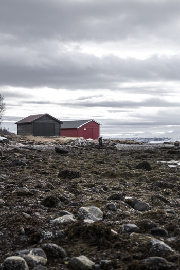 View of traditional red and black wooden cabins on a rocky shore with a person walking and snow capped mountains in the background Tromso Troms Norway.