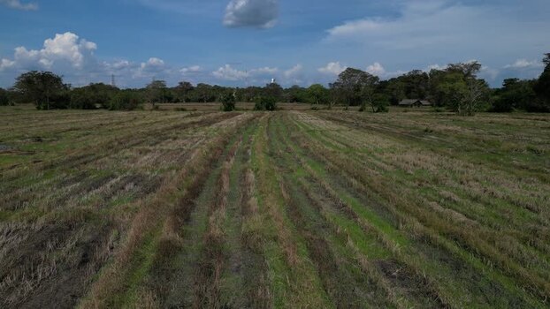 Aerial view of harvested rice paddy fields in Sigiriya Sri Lanka.