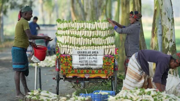 View of workers loading white radishes on a cart in Bangladesh. View of workers loading white radishes on a cart in Bangladesh.