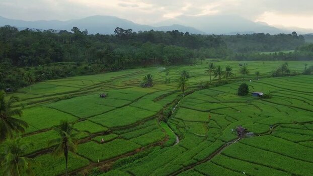 Aerial view of Taba Tembilang rice paddies Indonesia. Aerial view of Taba Tembilang rice paddies Indonesia.