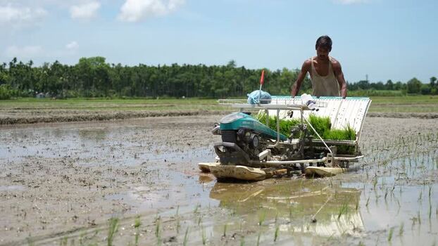 View of a farmer using a rice transplanter in Bangladesh.