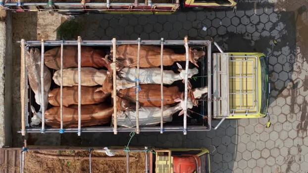 Aerial view of cows in a truck at Animal Market Prambanan Indonesia. Aerial view of cows in a truck at Animal Market Prambanan Indonesia.