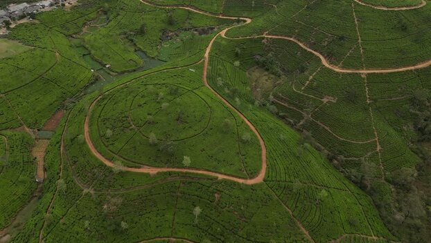 Aerial view of tea plantations in Nuwara Eliya Sri Lanka. Aerial view of tea plantations in Nuwara Eliya Sri Lanka.