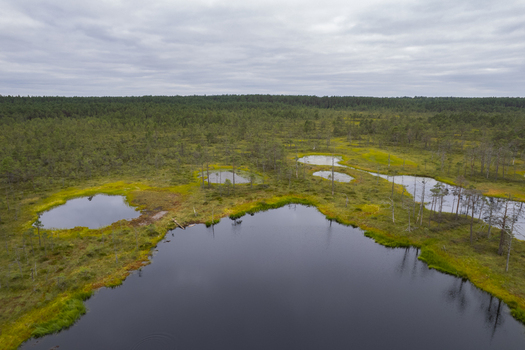 Aerial view of Viru bog nature trail with dark pools mossy vegetation and pine trees under a cloudy sky in Loksa Harju maakond Estonia. Aerial view of Viru bog nature trail with dark pools mossy vegetation and pine trees under a cloudy sky in Loksa Harju maakond Estonia.