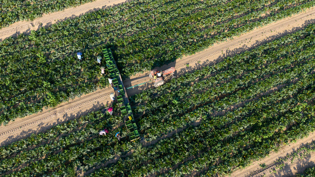 Aerial view of workers harvesting zucchini in a field with a tractor and trailer in Milan Lombardy Italy. Aerial view of workers harvesting zucchini in a field with a tractor and trailer in Milan Lombardy Italy.