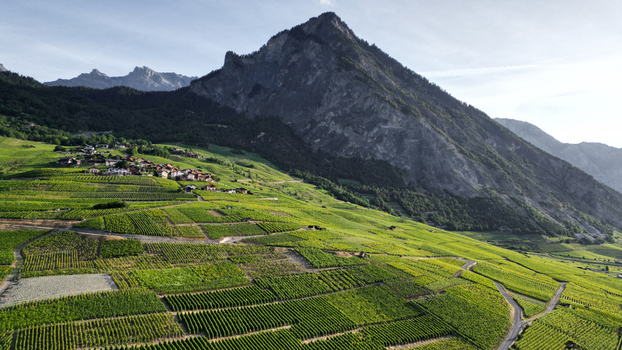 Aerial view of the lush green terraced vineyards and the prominent rocky peak of Montagnon overlooking the village Leytron Valais Switzerland. Aerial view of the lush green terraced vineyards and the prominent rocky peak of Montagnon overlooking the village Leytron Valais Switzerland.