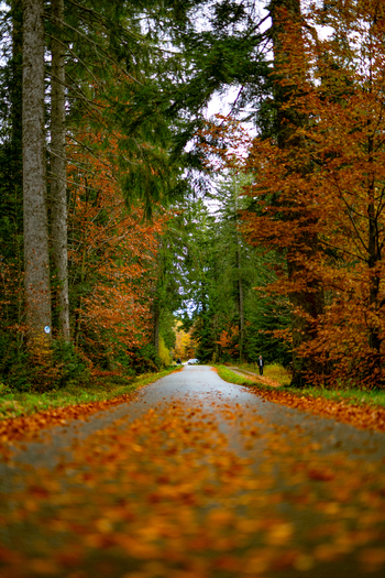 View of a narrow road covered in fallen orange autumn leaves winding through the tall trees of the Black Forest in Offenburg Baden Wurttemberg Germany. View of a narrow road covered in fallen orange autumn leaves winding through the tall trees of the Black Forest in Offenburg Baden Wurttemberg Germany.