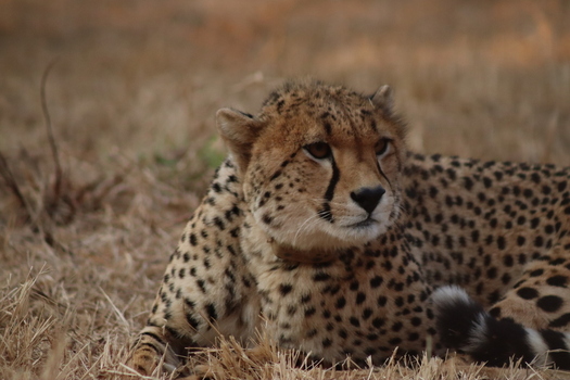 View of a cheetah resting in the dry grass of the Tumbeta Private Game Reserve wearing a tracking collar in Thabazimbi Limpopo South Africa.