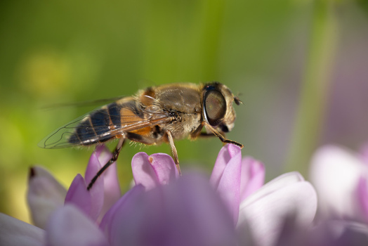 View of a hoverfly resting on a delicate pink flower with a soft green blurred background in Wittenheim Grand Est France.