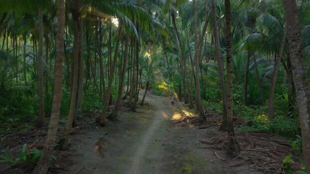 Aerial view of palm trees along a path Maldives. Aerial view of palm trees along a path Maldives.