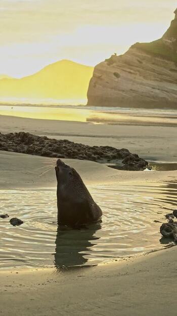 View of a seal on a golden beach at sunset New Zealand. View of a seal on a golden beach at sunset New Zealand.