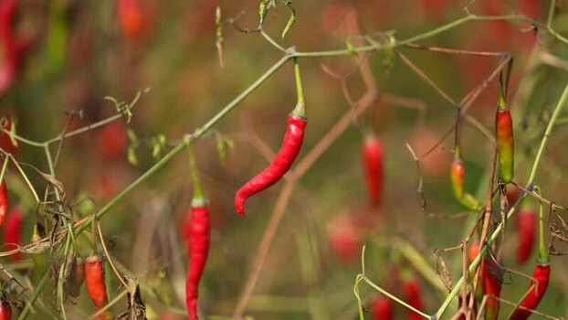 View of red chili peppers in a field Bangladesh.