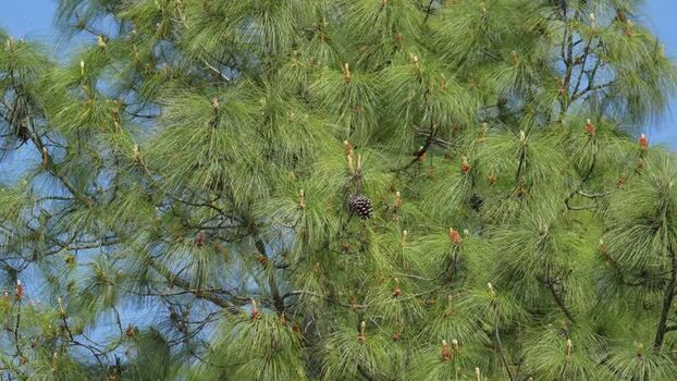 View of a pine tree with long needles and a cone Nepal.
