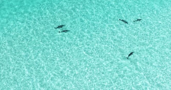 Aerial view of dolphins swimming in turquoise water Maldives.
